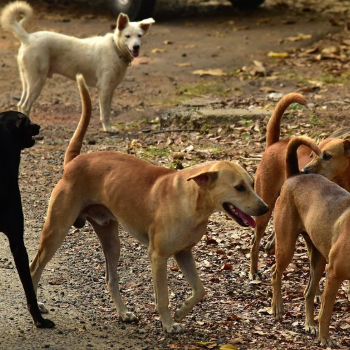 Stray Animal & Lost Pet Tracking (Urban & Rural)